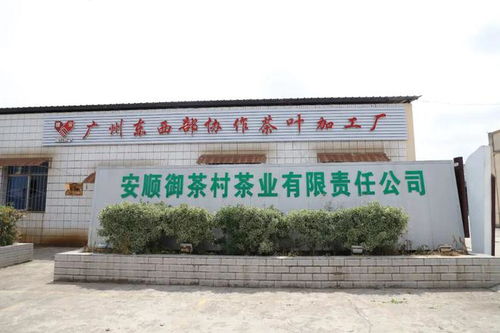 安順市高質量推進東西部協作助力鄉村振興,茶業蓬勃發展